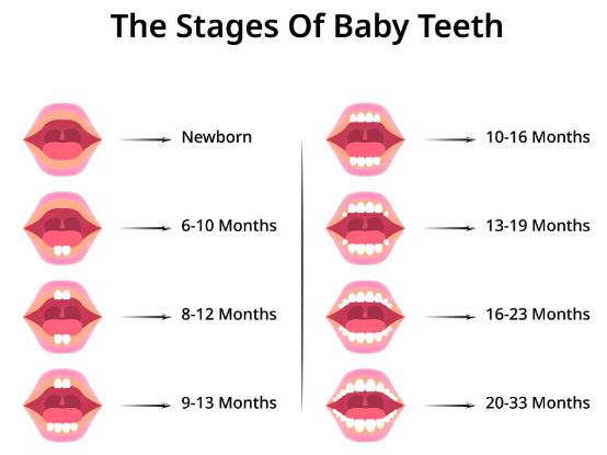 Baby Teething Schedule